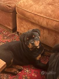 Cucciolo Rottweiler con Pedigree Enci