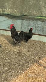 Coppia australorp riproduttiva affaree