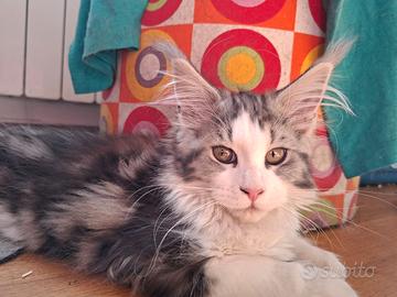 Cucciola di maine coon