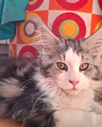 Cucciola di maine coon