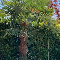 Palma albero pianta da giardino