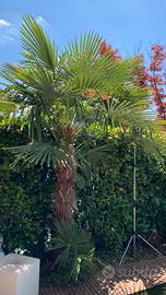 Palma albero pianta da giardino