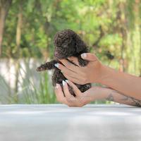 Barboncina cioccolato disponibile