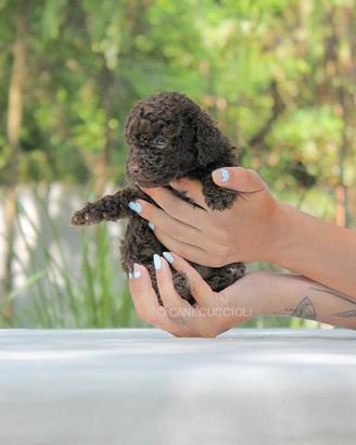 Barboncina cioccolato disponibile