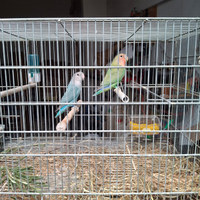 Inseparabili roseicollis