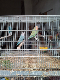 Inseparabili roseicollis