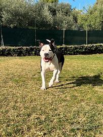 Stallone Amstaff per MONTA