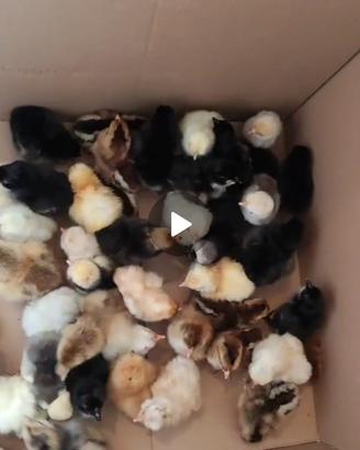 Pulcini razze ornamentali