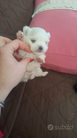 Maltese coreano pedigree Enci maschio