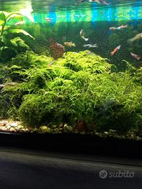 Guppy endler