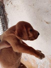 Segugio maremmano x basset de bretagne