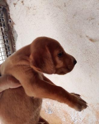 Segugio maremmano x basset de bretagne