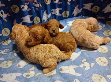 Barboncini Nani Cuccioli