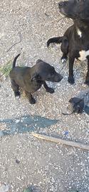 6 mesi incrocio pit bull e pastore abruzzese 