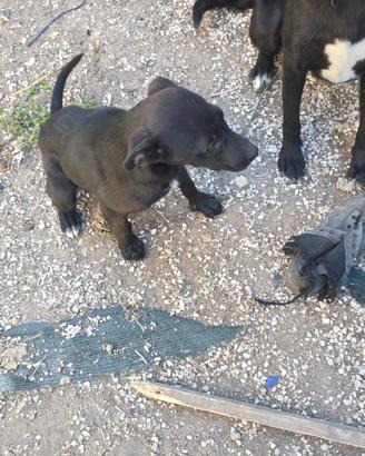 6 mesi incrocio pit bull e pastore abruzzese 