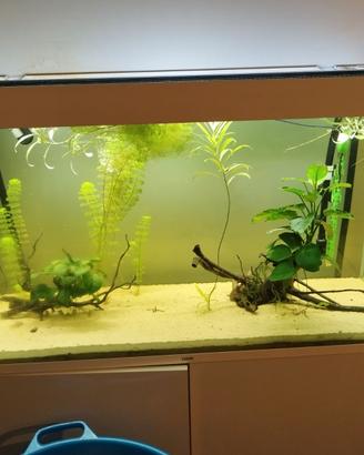 Acquario da 200 litri usato dicembre 2025