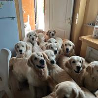 Adozioni Golden Retriever / Setter Inglese
