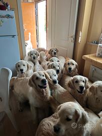 Adozioni Golden Retriever / Setter Inglese