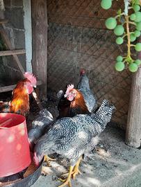Marans nero ramato