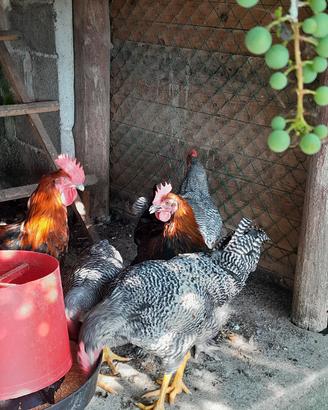 Marans nero ramato
