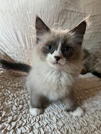 Ultimo cucciolo Siberiano Neva Masquerade
