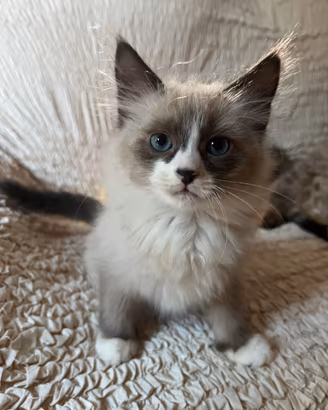 Ultimo cucciolo Siberiano Neva Masquerade