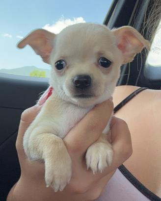 Chihuahua
