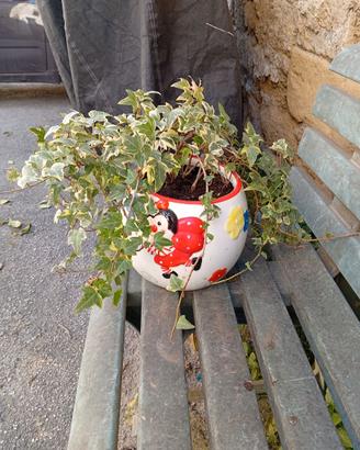 Bonsai