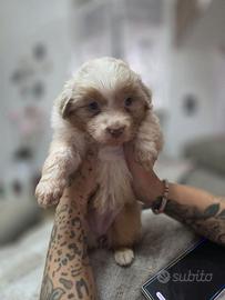 Cucciola pastore Australiano