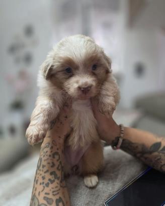 Cucciola pastore Australiano