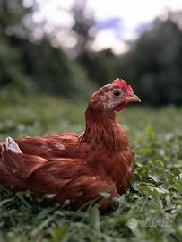 Gallo New Hampshire