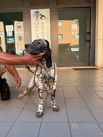 Cucciola setter inglese