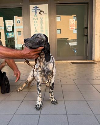 Cucciola setter inglese