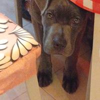 Cane Corso