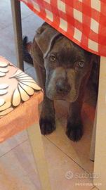 Cane Corso