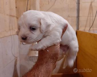 Maltipoo femminuccia