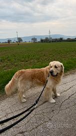 Charlie, maschio di Golden per accoppiamento