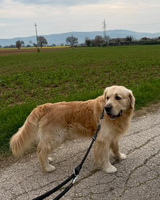 Charlie, maschio di Golden per accoppiamento