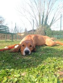 Muschio, un dolce cucciolone