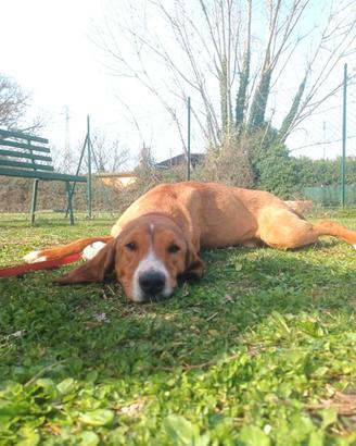 Muschio, un dolce cucciolone