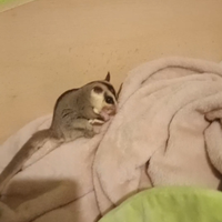 Petauri dello zucchero