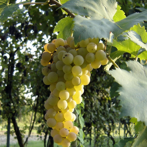 Terreno vigneto trebbiano via canosa