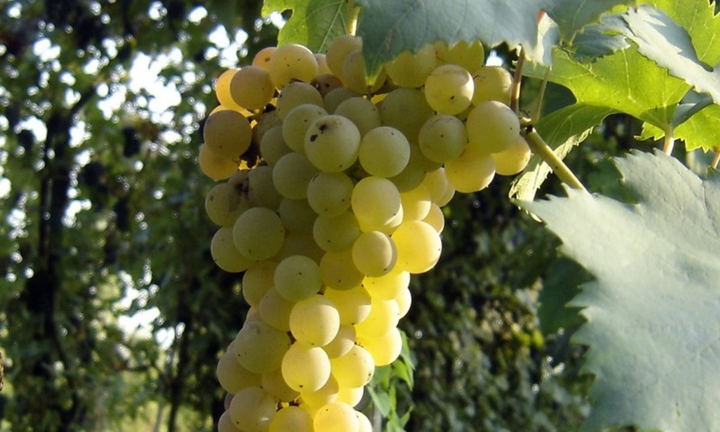 Terreno vigneto trebbiano via canosa