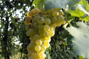 Terreno vigneto trebbiano via canosa