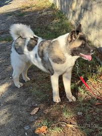 Akita Americano Maschio
