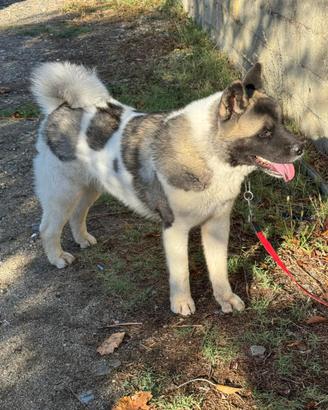 Akita Americano Maschio