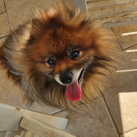 Achille disponibile per monta