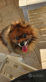 Achille disponibile per monta