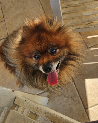 Achille disponibile per monta