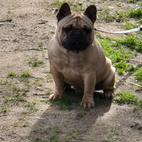 Bulldog Francese per monta